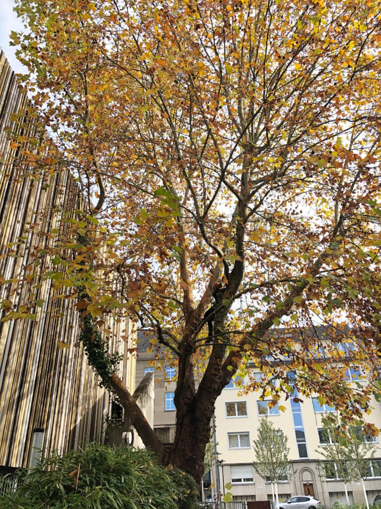 IMG 20251104 WA0056 768x1024