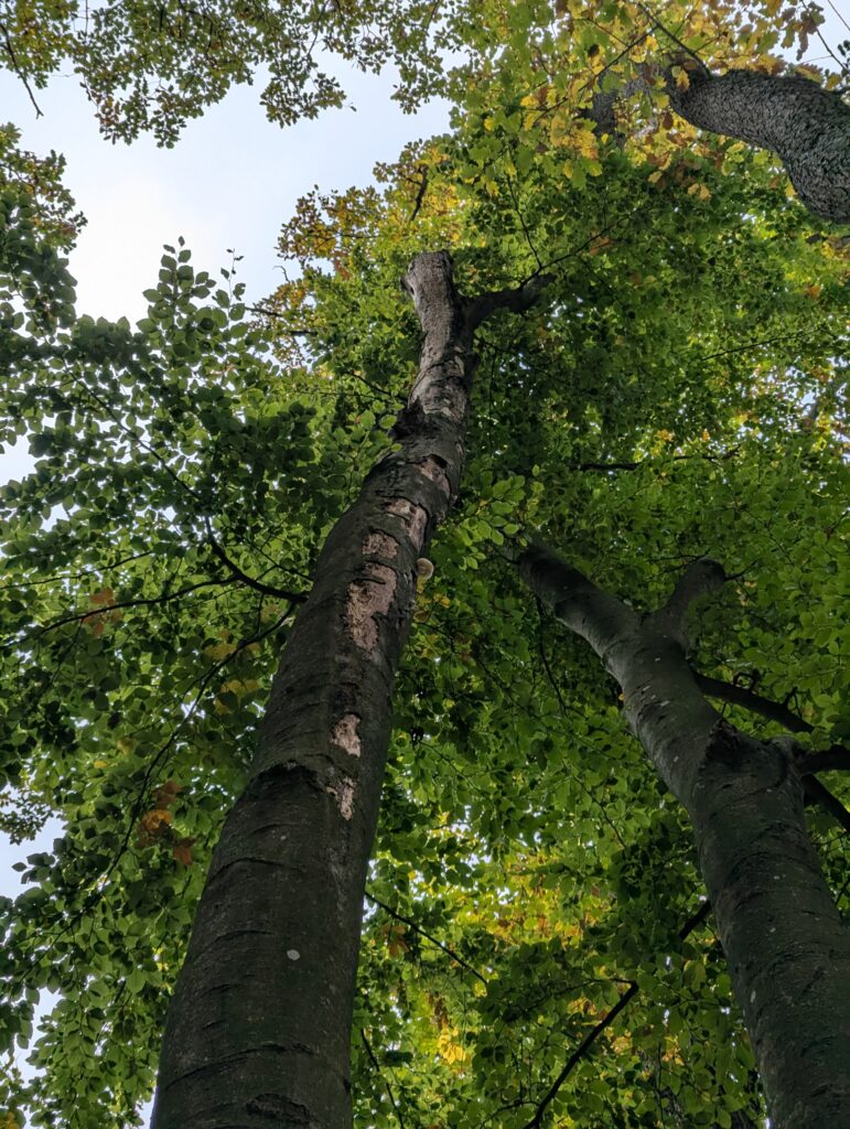 PXL 20251011 151122573.MP 771x1024