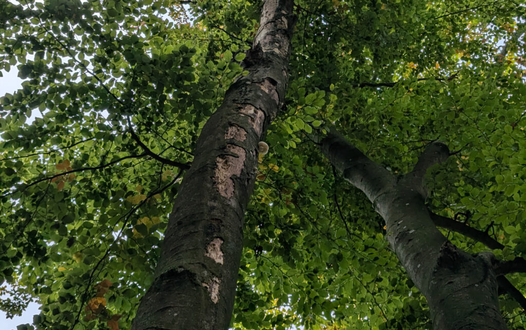 PXL_20251011_151122573.MP_cropped PXL 20251011 151122573.MP Cropped 1024x643