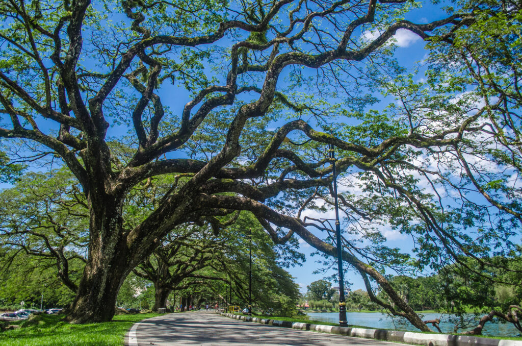 Lake Garden Taiping Perak Malaysia Raintree 1623975 Pxhere.com 1024x678