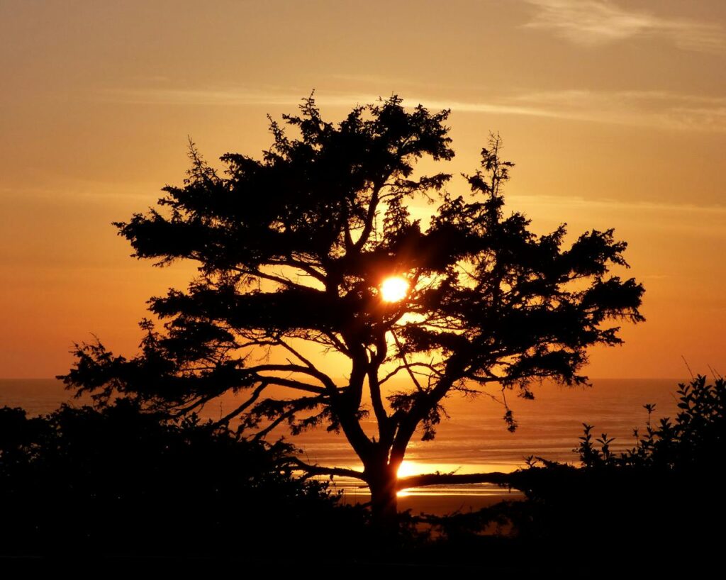 A beautiful silhouette of a tree with the ocean reflecting the golden sunset.