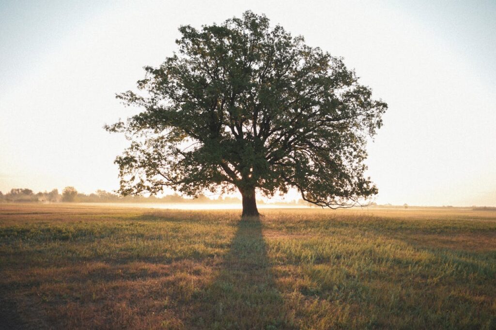 A solitary oak tree stands in a tranquil field during sunrise, casting a long shadow.