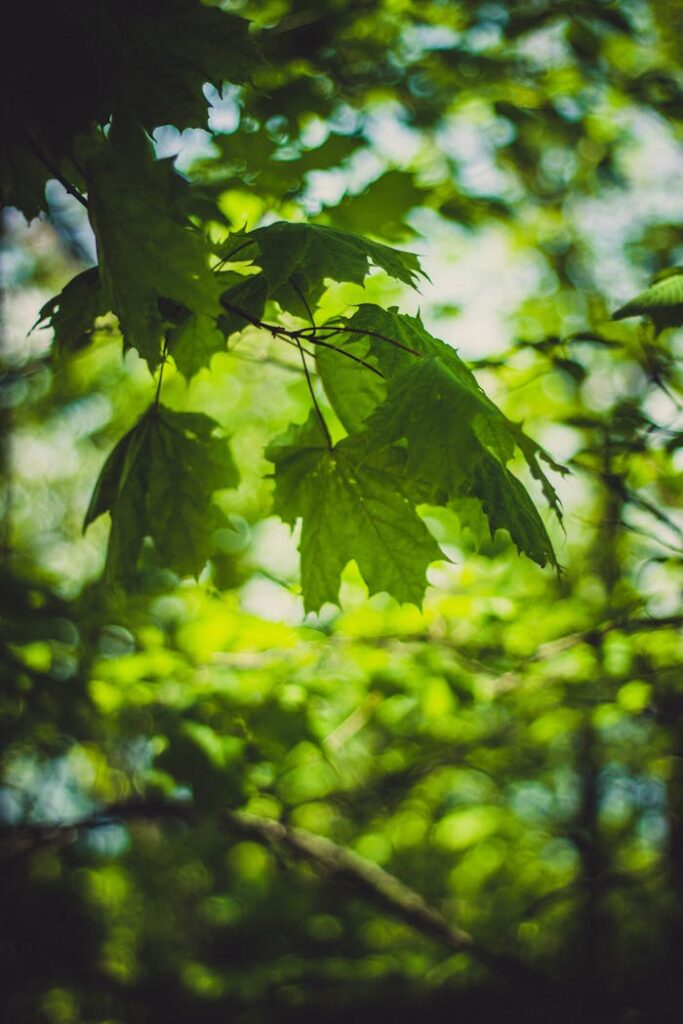 Close-up of vibrant green maple leaves with sunlight filtering through a forest canopy